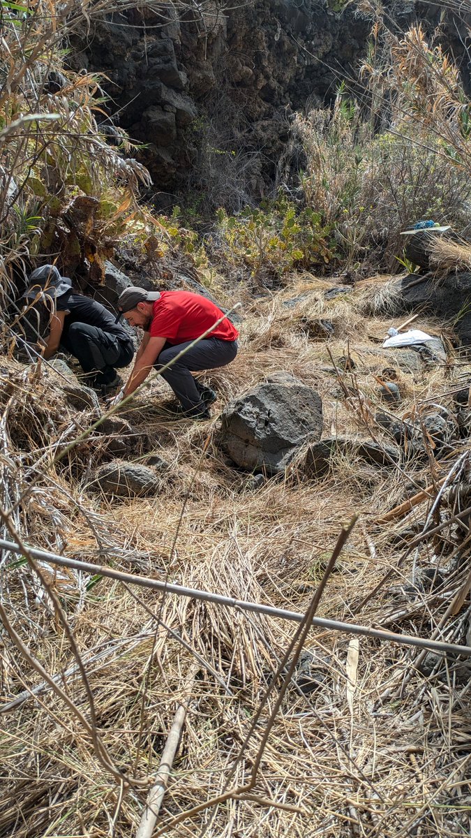 BiodiverSiTal's tweet photo. Después de 5 años, el Barranco de Perdomo está CASI libre de rabo de gato.

Por supuesto, esto es posible gracias a las acciones de erradicación y, sobretodo al REPASO que hacen los vecinos arrancando cualquier brote que vuelva a aparecer. ¿El problema? https://t.co/8I8E933Uw2