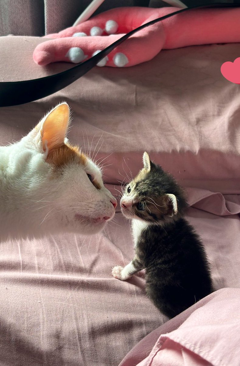 しろねこ tweet media