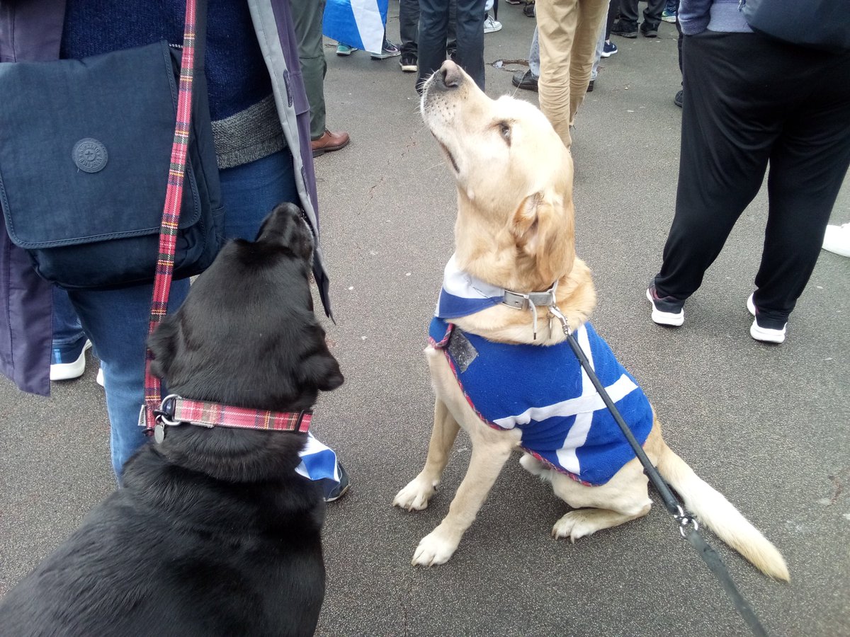 elaine_ells's tweet image. Lovely labs for #indy. Smashing day in George Sq #saoralba #hopeoverfear @citizentommy