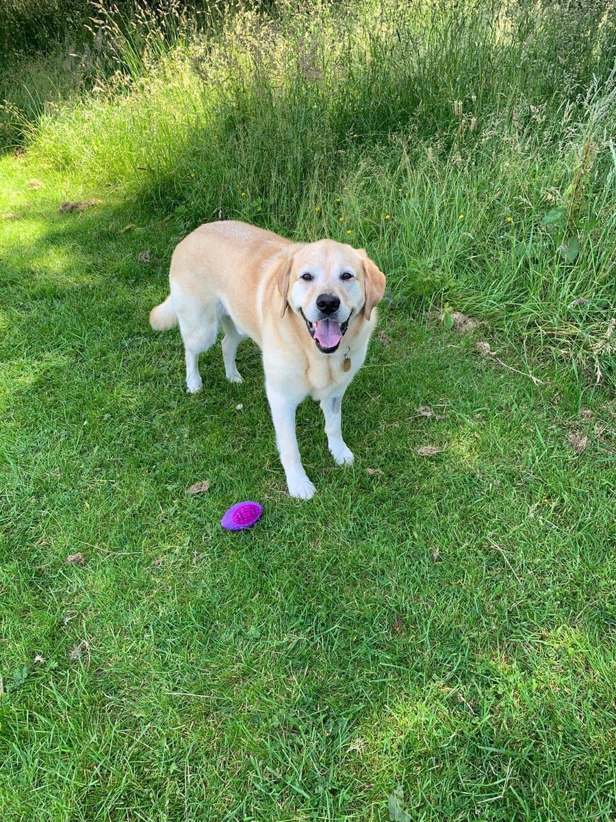 myolliethe_GD's tweet image. With sadness i right this!

Carlo’s been ill for months as you know, so he’s retiring. He’s chronically ill and it won’t change. After talks with #GuideDogs and specialist it’s for the best for us both. 

Thanks Carlo for your hard work. Paws up with Ollie now. Loved 4 ever!😢♥️