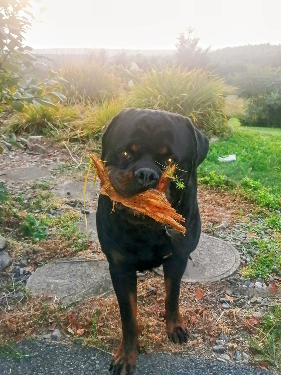 JamesLe28908935's tweet photo. Greetings Earthlings I come in piece! 🤣🤣Happy Saturday from George the Comedyweiler 🎤What do you get when you cross a chicken 🐔with a python 🐍🤭A Feather Boa 🤣🤣🎤🐾🐾🩵Have a wooftastic day today everypawdy 🐾#George #Comedyweiler #Rottweiler#Puppy #SaturdayVibes https://t.co/TCSwSpQpNr