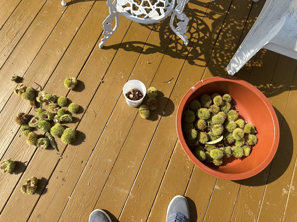 Chestnut 🌰 season