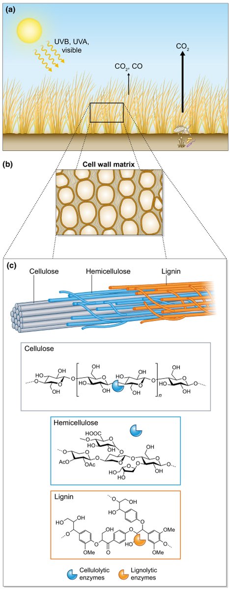 New Phytologist (@newphyt) on Twitter photo #TansleyReview Photodegradation in terrestrial ecosystems
Austin and Ballaré <a href="/amytaustin/">Amy Austin</a> <a href="/BallareCL/">Carlos Ballare</a>
📖 nph.onlinelibrary.wiley.com/doi/10.1111/np… #TansleyReview Photodegradation in terrestrial ecosystems
Austin and Ballaré <a href="/amytaustin/">Amy Austin</a> <a href="/BallareCL/">Carlos Ballare</a>
📖 nph.onlinelibrary.wiley.com/doi/10.1111/np…