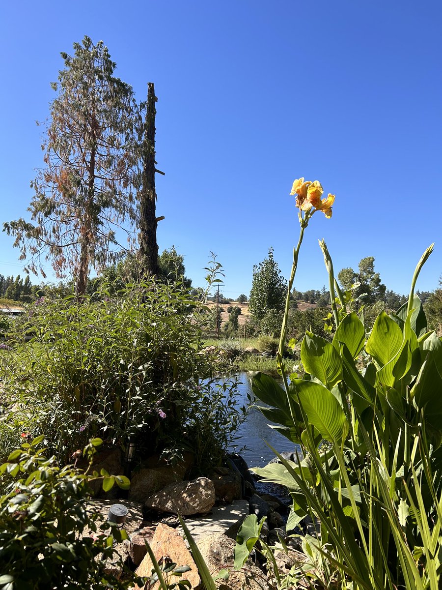 Tis’ the season! Pear and Plum picking, and enjoying the pond view  at Highland Organic Farm in Julian!