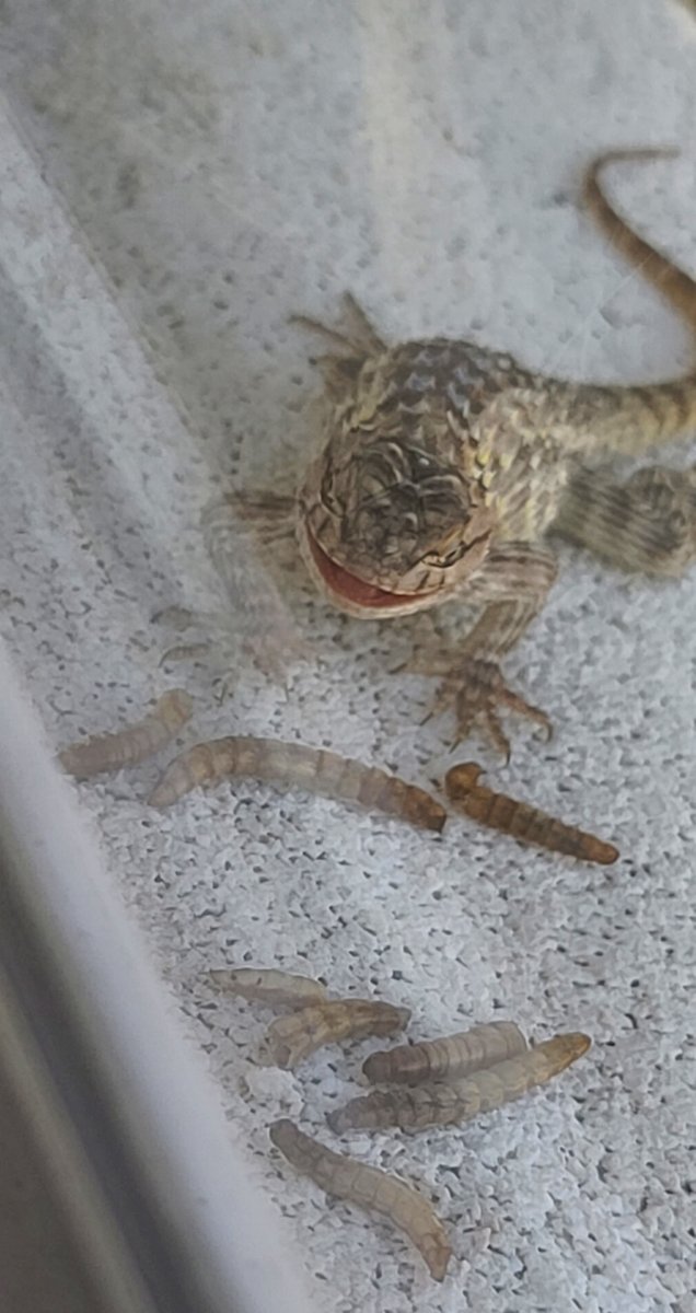 SWDesertLiving's tweet photo. Early trick or treater.  Look at the smile when it gets the dried meal worms! #tucsonlizards #tucsonlizard #desertliving #sonorandesert #tucsonaz #desertlife #sonorandesertcritters #arizonadesert #tucsondailylizard #deserspinylizard #spinylizard https://t.co/uoR5uZzLWa
