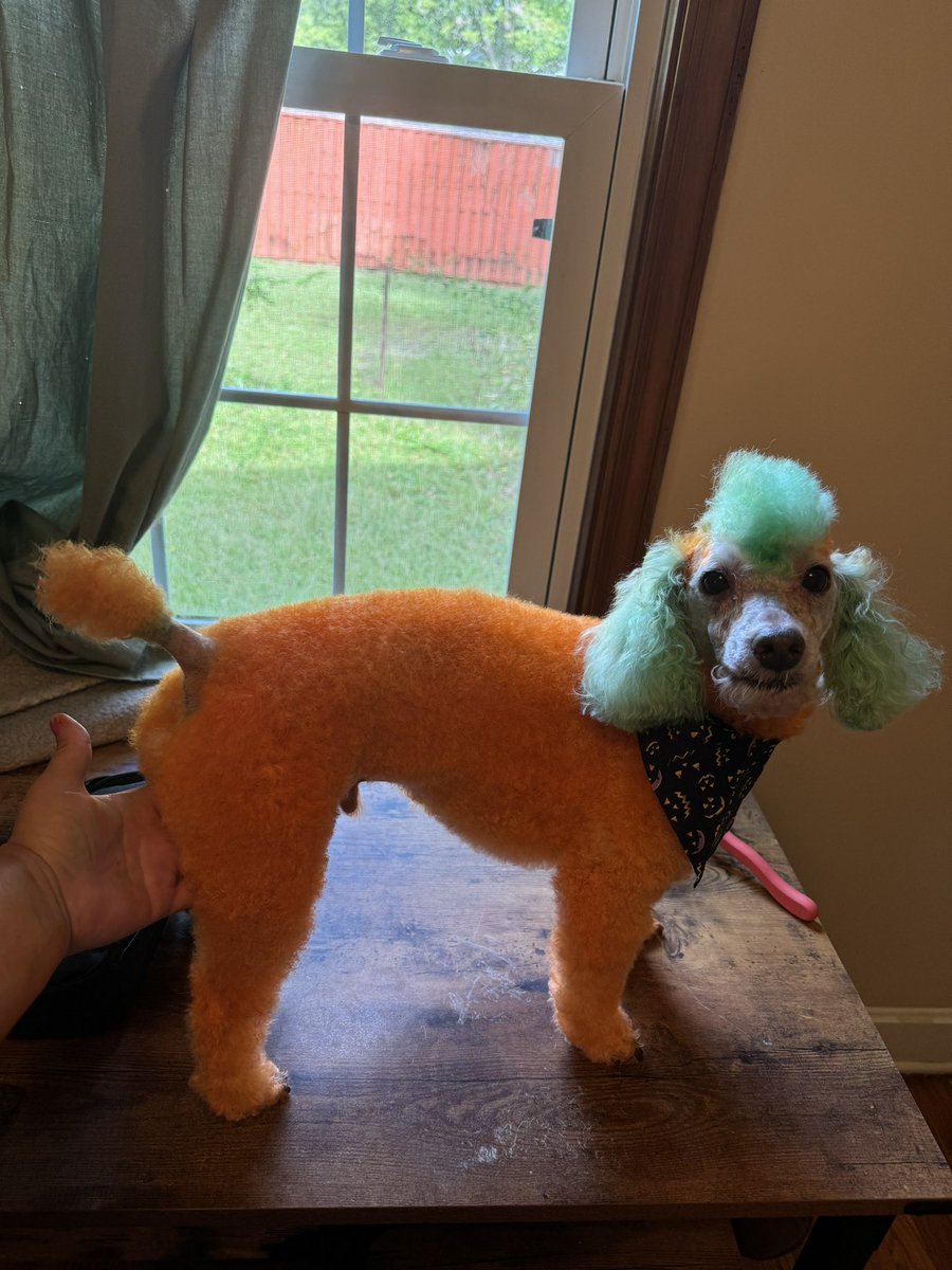 EricaBa76568016's tweet photo. Happy fall, yaโll! Itโs a Pumpka-poo! #Opaws #PumpkinOrange #KellyGreen #Poodle or #Pumpkin ๐ ๐ฉ https://t.co/OSfBZaivVD