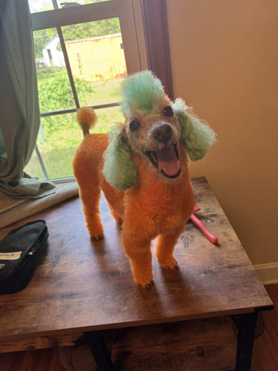 EricaBa76568016's tweet photo. Happy fall, yaโll! Itโs a Pumpka-poo! #Opaws #PumpkinOrange #KellyGreen #Poodle or #Pumpkin ๐ ๐ฉ https://t.co/OSfBZaivVD