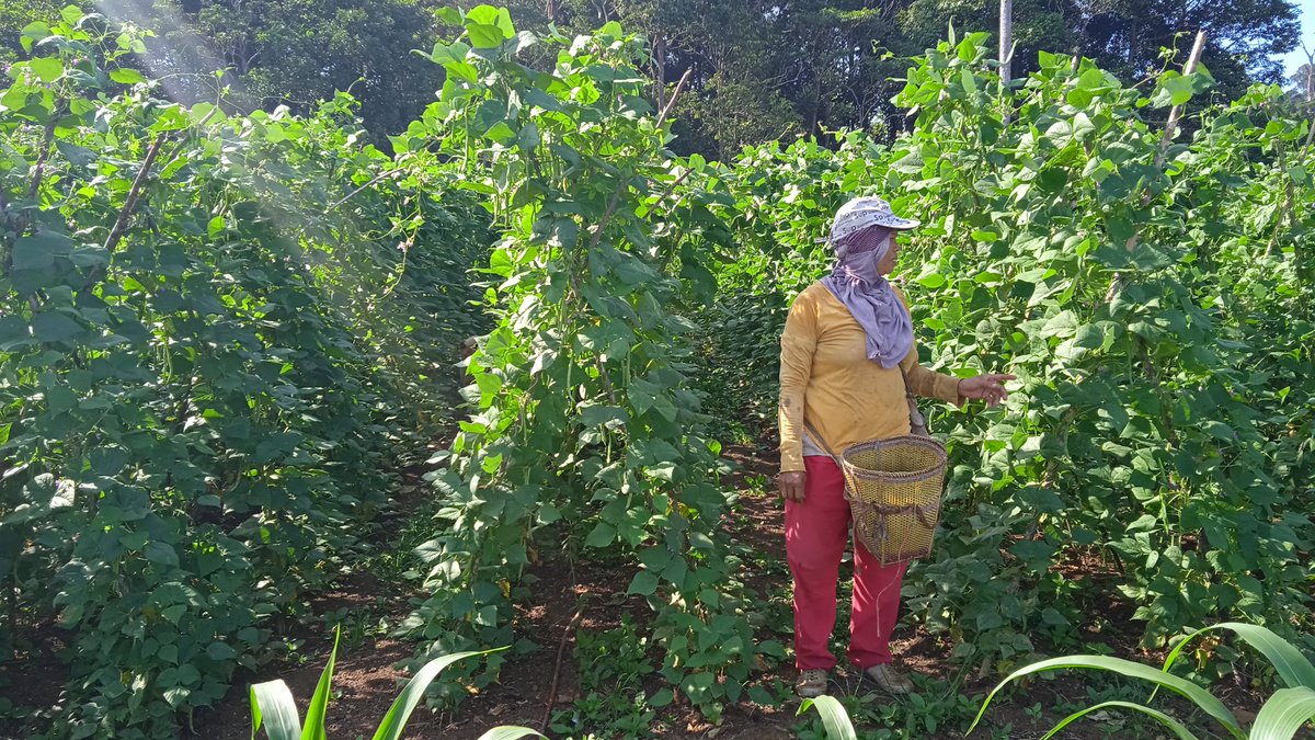 agato_r's tweet image. Beberapa dokumentasi di saat kami sedang di lahan dampingan. Hal ini rutin kami lakukan setiap bulannya #GalaxyForWork #GalaxyXCover7 
@Jjimcutie_ @IrenaTela @Yaranay_