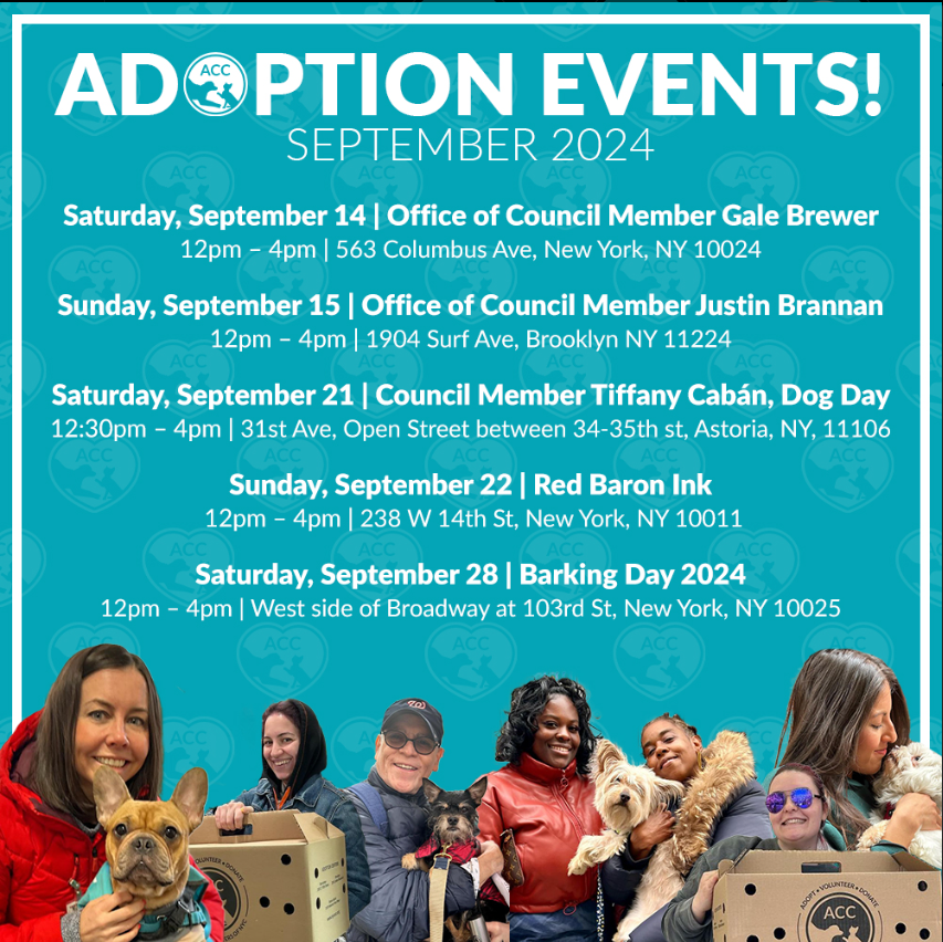 NMBewitched's tweet photo. I would like to take a moment to thank @NYCCouncil for the hearing yesterday on #NYCACC 

Passionate voices, the pleas for help have now been heard. It is time to put words to actions.

Here are upcoming #AdoptionEvents 
With your help promoting we can save lives 
Pls post https://t.co/gEv3FFLRan