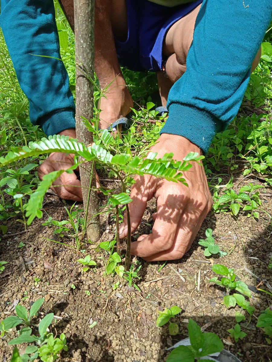 agato_r's tweet image. Saat ke lahan dampingan ditengah teriknya panas dan debu #GalaxyForWork #GalaxyXCover7 
@Jjimcutie_ @IrenaTela @Yaranay_