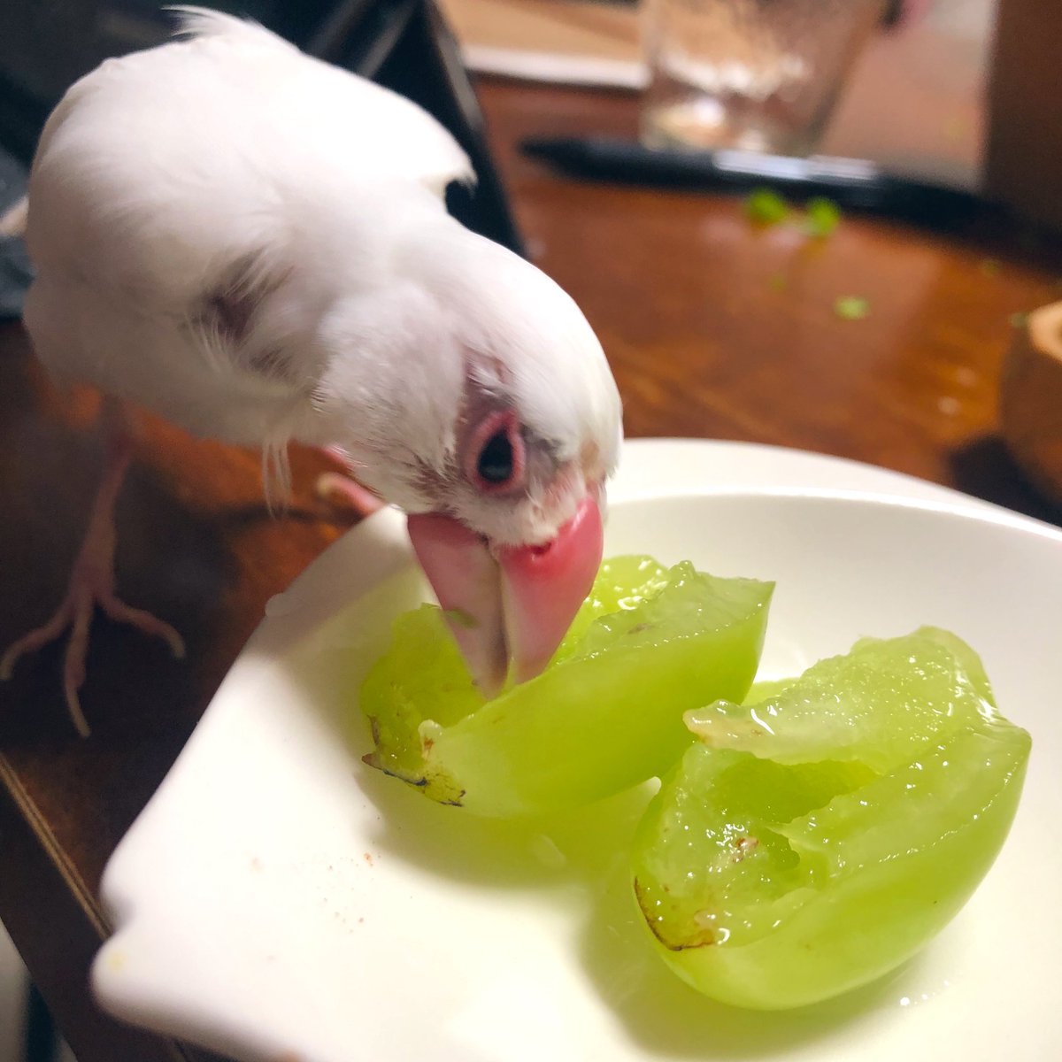 okotafu's tweet photo. 白文鳥は11歳にして手に乗ることをよしとしました。シャインマスカットを食べたりと元気にしています https://t.co/sdZJ6jlCY3