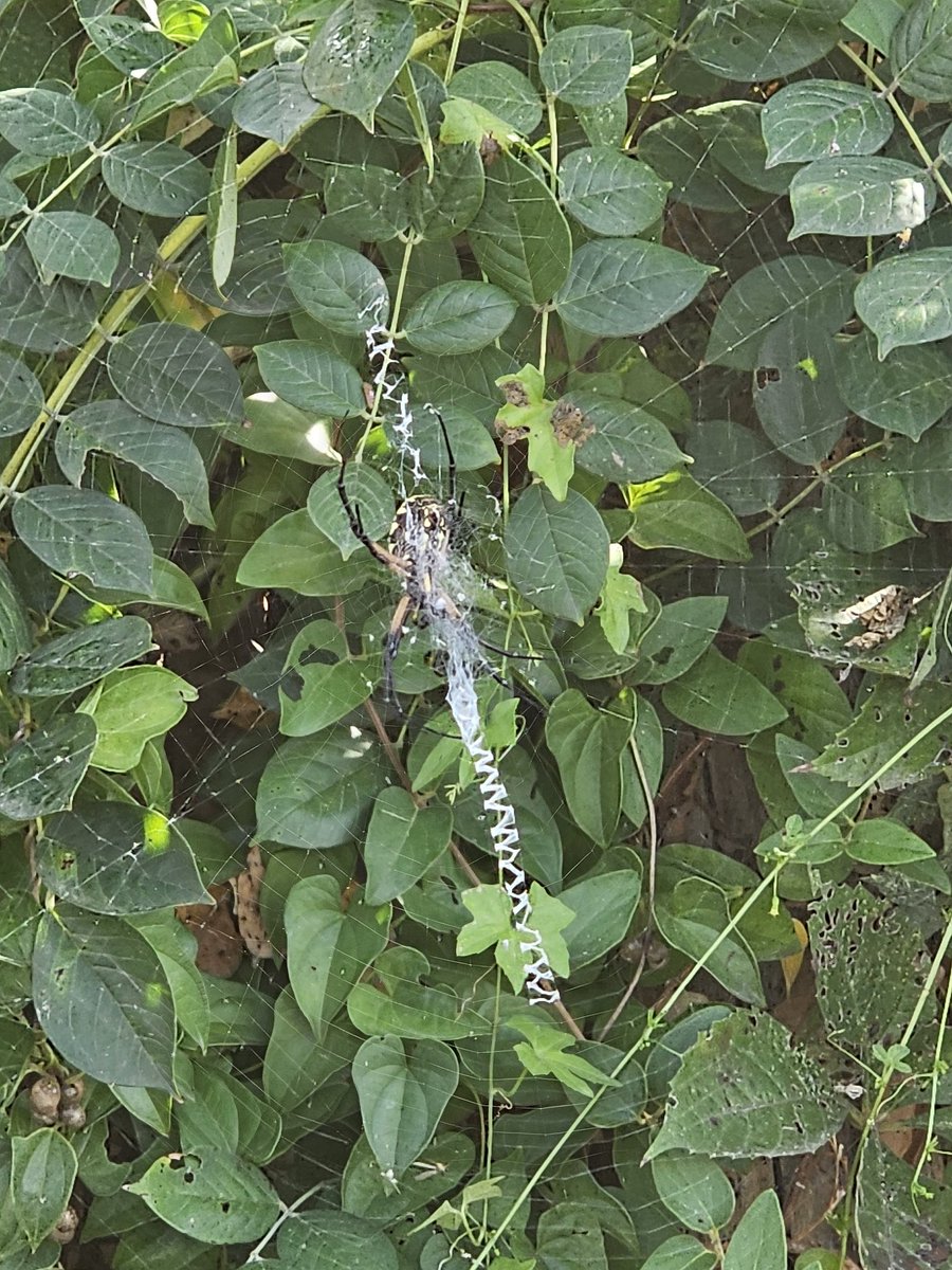 AarqWDW1991's tweet photo. "Spotted a stunning **Argiope aurantia** (black-and-yellow garden spider) in the garden today! 🕷️ Did you know these beauties can lay up to 1,400 eggs per cycle? Not dangerous to humans, but great for controlling pests/balance at work! 🌿 #Nature #Spiders #unkept #tornado https://t.co/yUYSR9s0yk