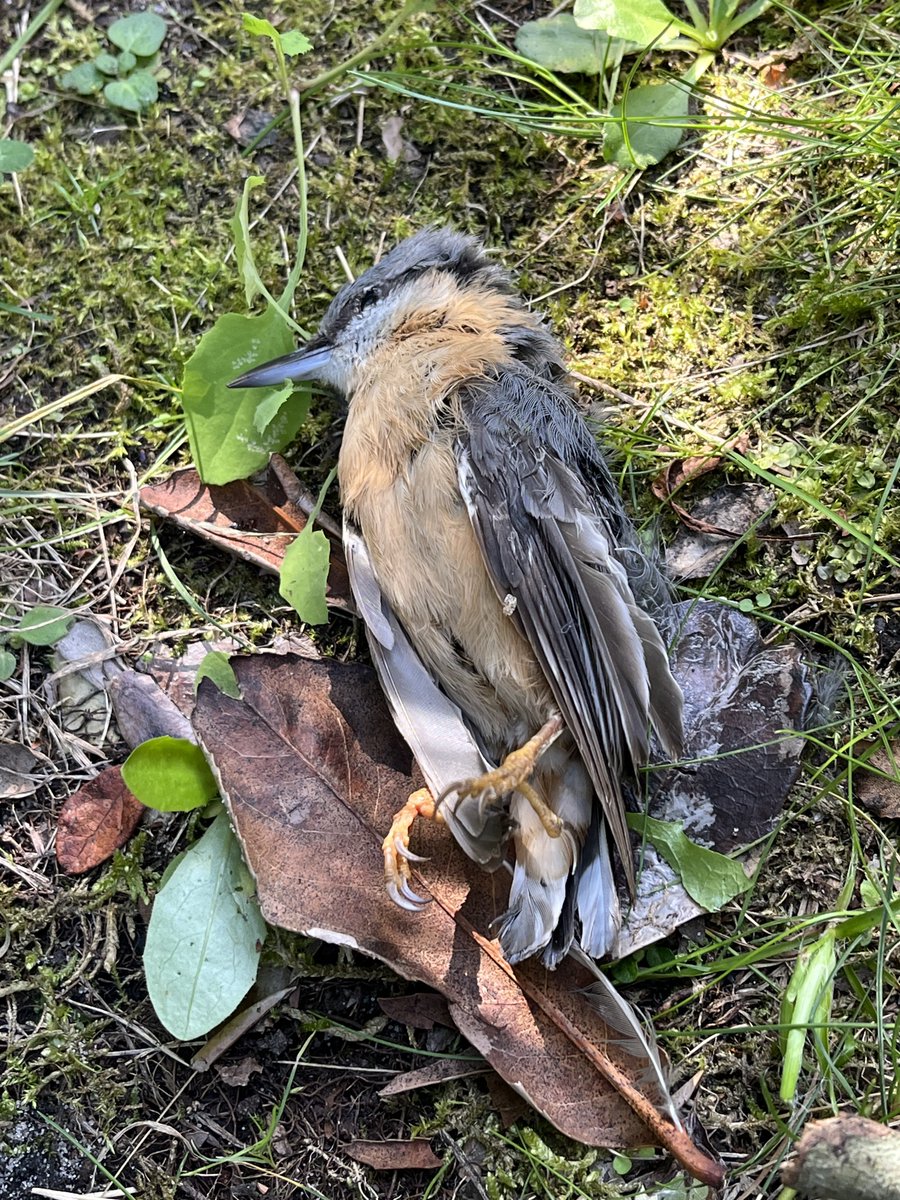 LanceletteL's tweet photo. Quelqu'un saurait identifier la pauvre bête  ? https://t.co/HUfhq9QgWI