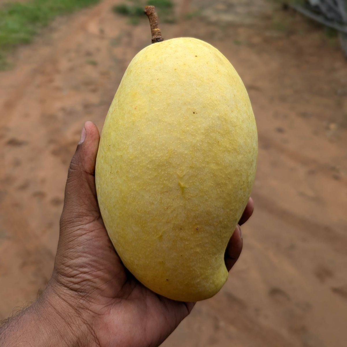 YTSAgro's tweet photo. අඹ කැඩුවා.ලබන සතියේ කඩද්දි මේ වාරයේ අස්වැන්න ඉවරයි.ගස් වල ආයේ මල් එන්න පටන් ගෙන තියෙන්නේ.ඒත් අස්වැන්න නෙළපු කන්නේ තරම් ගස් ගොඩක මල් නෑ.හේතුව හිතා ගන්න බෑ.
ගස් කීපයකට හෝමෝන දැම්මත් මැයි මාසෙ වැස්ස නිසාද මන්දා ගේ ගස් හැම එකකම මල් ඇවිත් නෑ 😐
#YTSAgro
#TEJCMango https://t.co/UAZTakSJx3