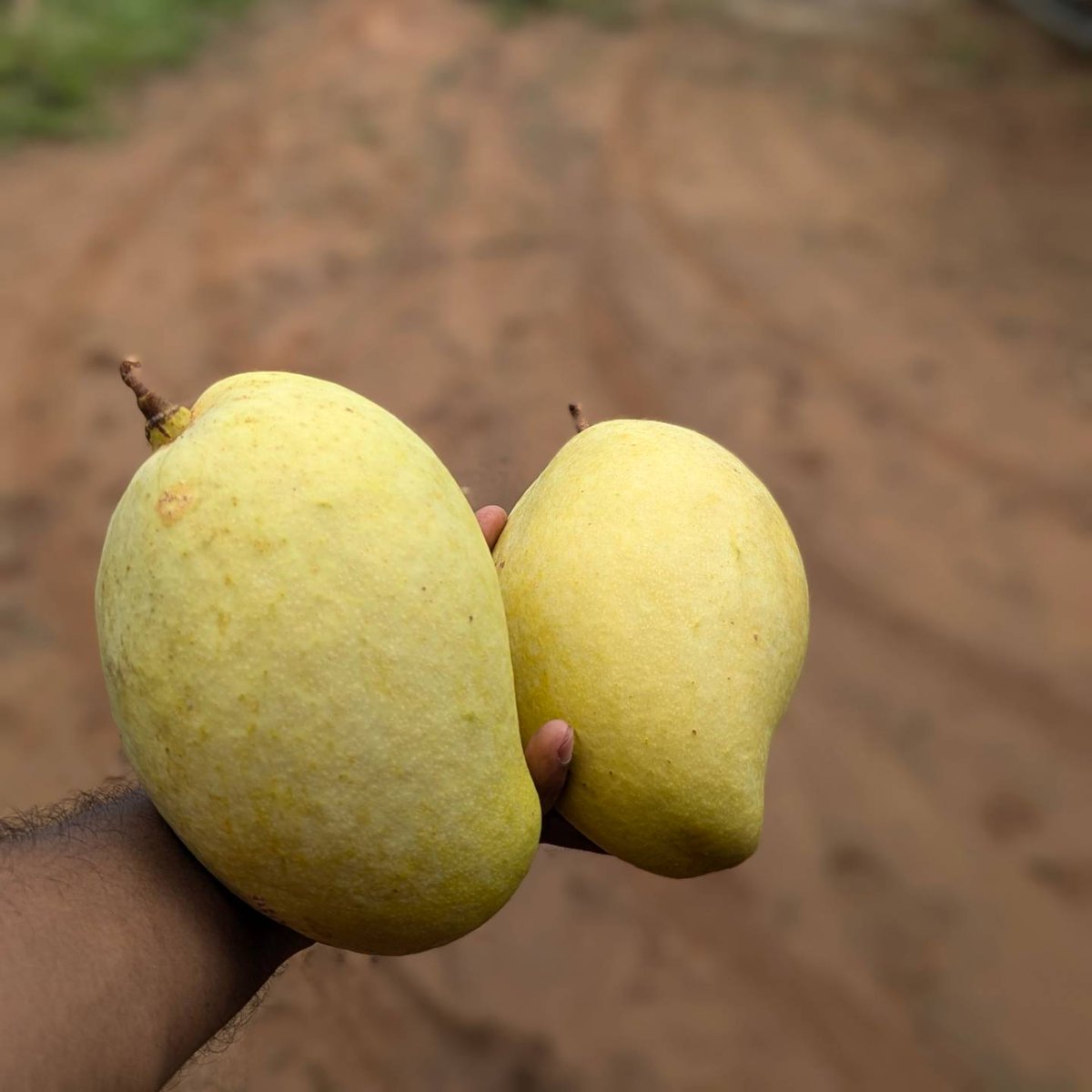 YTSAgro's tweet photo. අඹ කැඩුවා.ලබන සතියේ කඩද්දි මේ වාරයේ අස්වැන්න ඉවරයි.ගස් වල ආයේ මල් එන්න පටන් ගෙන තියෙන්නේ.ඒත් අස්වැන්න නෙළපු කන්නේ තරම් ගස් ගොඩක මල් නෑ.හේතුව හිතා ගන්න බෑ.
ගස් කීපයකට හෝමෝන දැම්මත් මැයි මාසෙ වැස්ස නිසාද මන්දා ගේ ගස් හැම එකකම මල් ඇවිත් නෑ 😐
#YTSAgro
#TEJCMango https://t.co/UAZTakSJx3