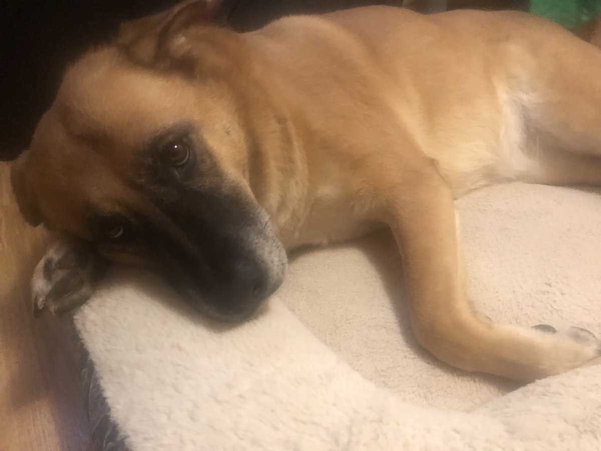 EmmyNawjoopinga's tweet image. It’s #SettlerSaturday, please help Fasha the Rez Dog chase bunnies again! Without knee surgery, she risks injuring her other knee and becoming completely immobile. She protects a family of 5, including two disabled elders, one a veteran. Anything helps! 

gofund.me/18fcaace