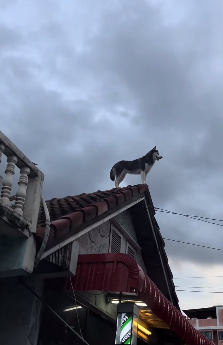 tonnyhahaha's tweet photo. อาจจะดู lion king เยอะเกินไป https://t.co/8EBpk5RwB6