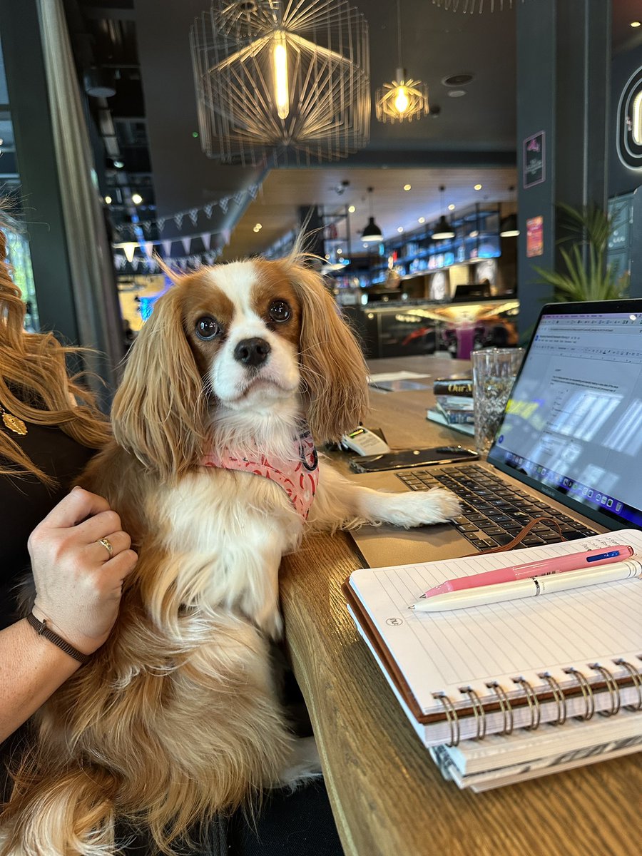 Throwback to yesterdays Cowork Floof🐶