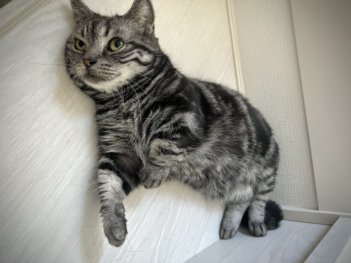 皆さん正解です！
チクザン先生でした🐈⸒⸒⸒⸒

似てる？ https://t.co/VlyPdMjyS8