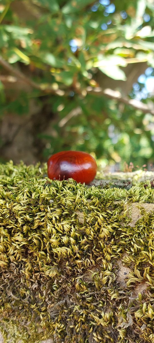 mycathardy's tweet image. A beautiful, shiny conker. #conkers #autumn