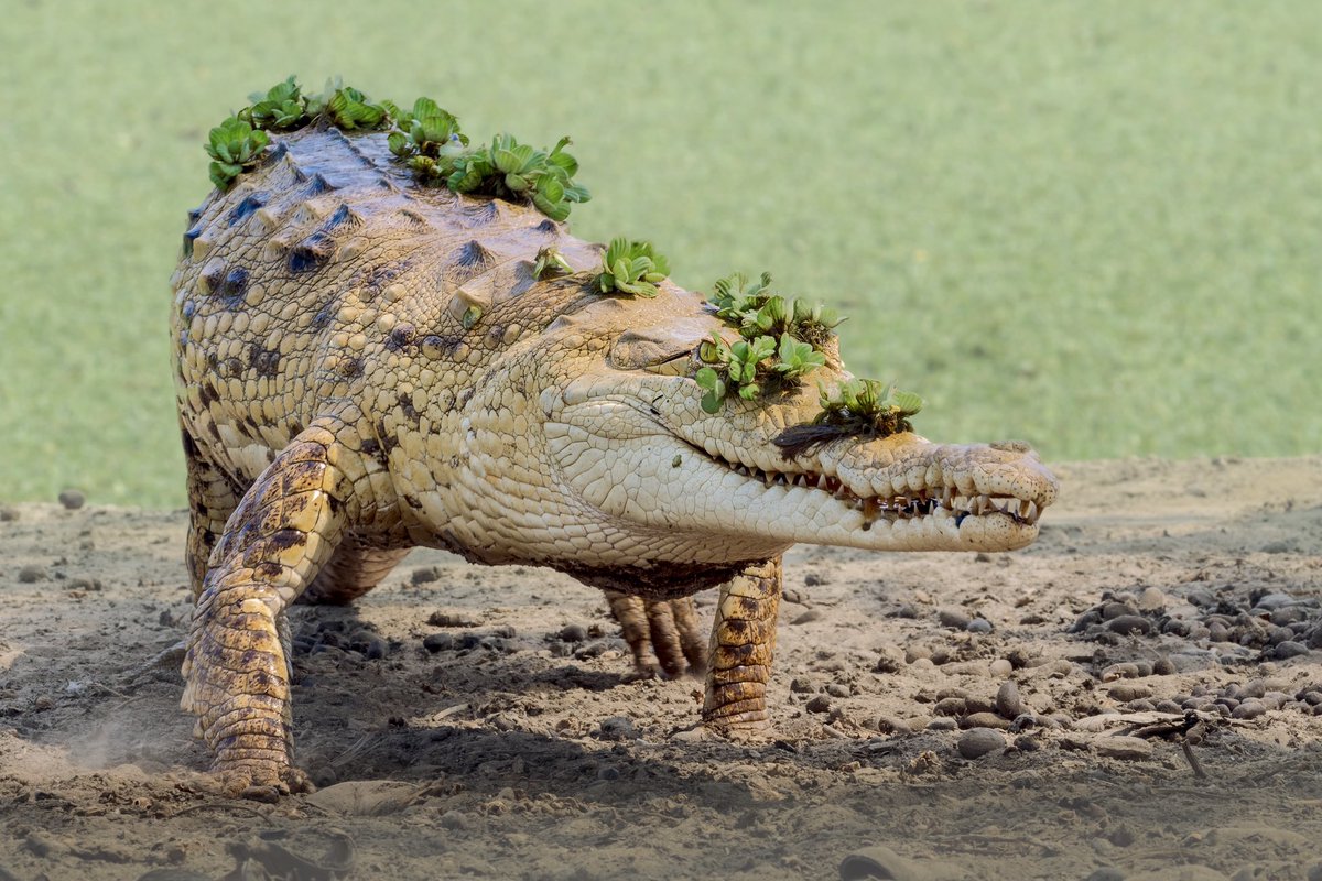 MemoGomezFoto's tweet photo. El gigante Caimán Llanero o del Orinoco estuvo a punto de la extinción por la caza a la que fue sometido, ingentes esfuerzos de diferentes organizaciones han aportado a su conservación, en la Reserva La Aurora los Barragan se suman. 
Crocodylus  intermedius sale decorado del agua https://t.co/ZQUL1JlNka