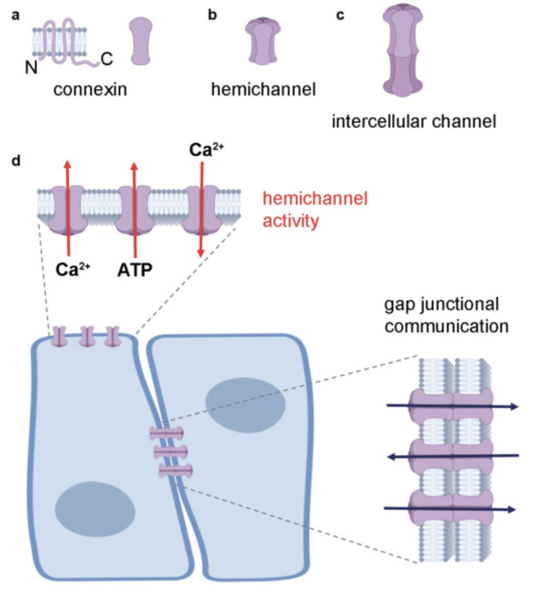 Connexin Hemichannel Inhibition and Human Genodermatoses 

#dermatology #genodermatoses 
pubmed.ncbi.nlm.nih.gov/39269388/