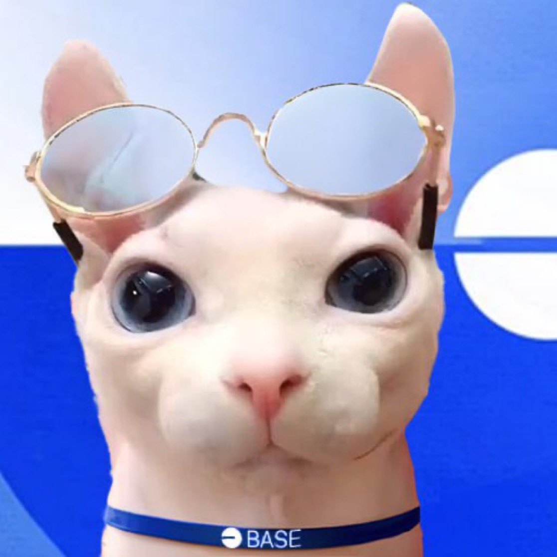 <a href="/ChadCaff/">Caff</a> Agreed caff, come check out $BINGUS on <a href="/base/">Base</a> BALD cat on the BALD chain