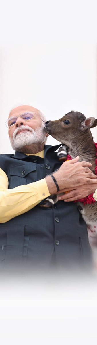 shivvaramesh's tweet image. Namo
Deepjyoti, the new calf born at the Prime Minister&apos;s residence

nm-4.com/z2hxOh

via NaMo App