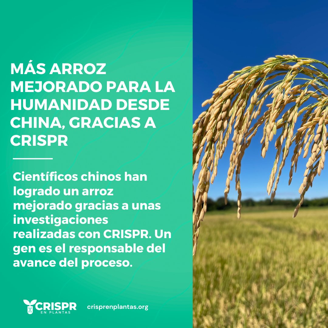 Agrobio_andina's tweet photo. 🌾#BioNoticia ¡Nuevo horizonte para el arroz! Científicos en 🇨🇳 China han usado la herramienta de edición genética #CRISPR para crear una variedad híbrida que promete mejorar la producción global. 

🌍Un avance que beneficiará a millones: https://t.co/Pxl3YYKUn5

🤝 @ACOSEMILLAS https://t.co/FuzGDC7nb9