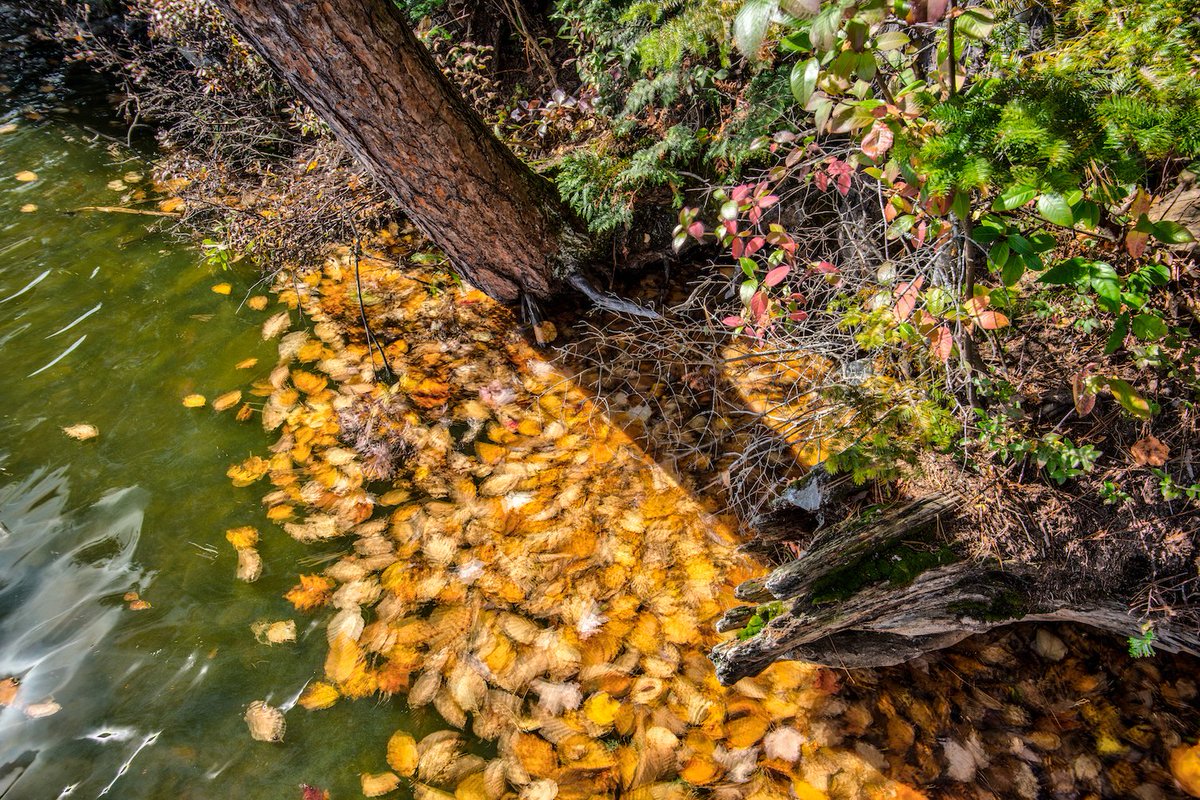 Make a piece at 48 Hr Sound Art Challenge at Warbler's Roost in South River. naisa.ca/festivals/soun…
