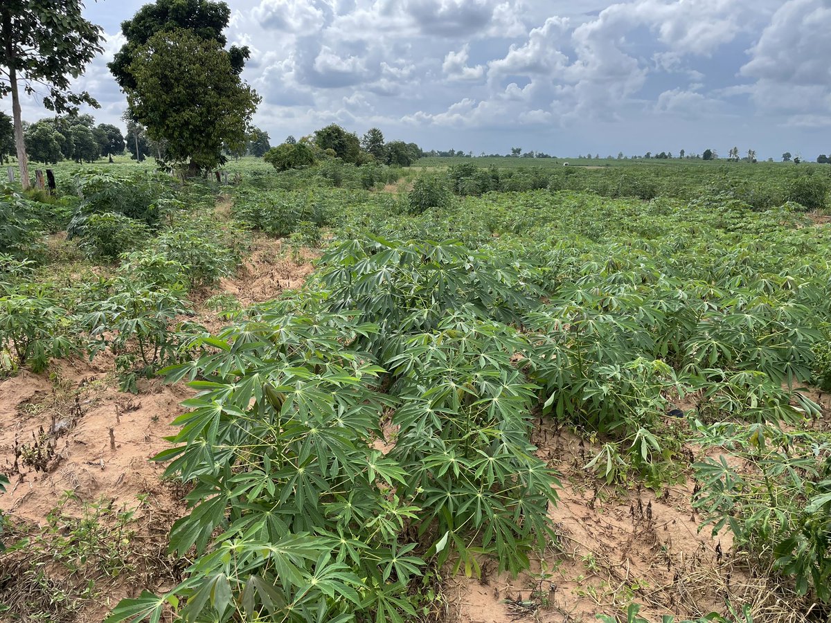 ImranMalikWA's tweet photo. Visited #cassava farmers field in #BanteayMeanchey #OddarMeanchey 🇰🇭 Farmers r very concerned abt extreme #Weather.  #Germination failure leads to #economic loss.  Need climate resilient #cropping systems #ImprovedVariety #cropManagement  #Fertiliser #DiseaseControl #CMD #CWBD https://t.co/iBlaMQo7jw