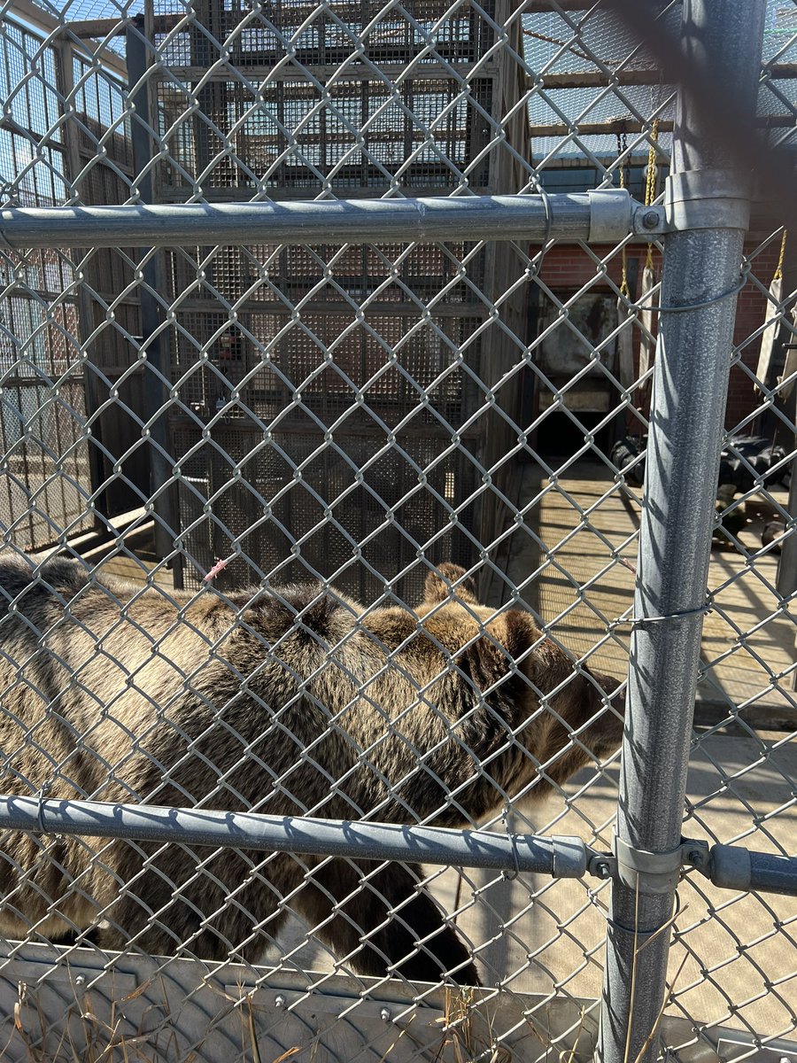 Went to the Wazzou grizzly bear sanctuary and the Kibbie Dome in one day <a href="/edsbs/">¡BUM CHILLUPS AKA SPENCER HALL!</a>