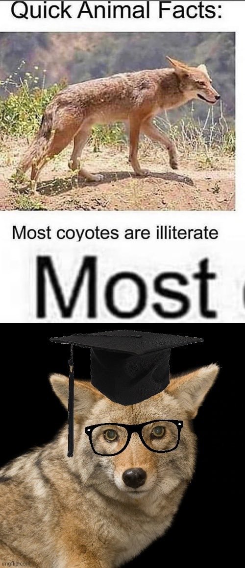 OnlyYotes (@hourlyyote) on Twitter photo 