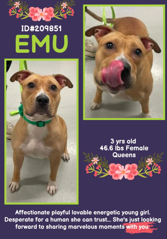 zjnov22's tweet photo. 🍬Emu💜 🐕 #Queens ACC🚨 #NY
💔#foster #fosteringsaveslives #adopt💝✨🎀
#rescue💎 Please help this sweet lady🌸 Her friends at the
shelter have said that she loves “getting pets and…snuggles!”🤗
🚨New Intake ✨ID #209851🌟 #NYC #PibblePower🦄 https://t.co/EVGWk5Rdkf