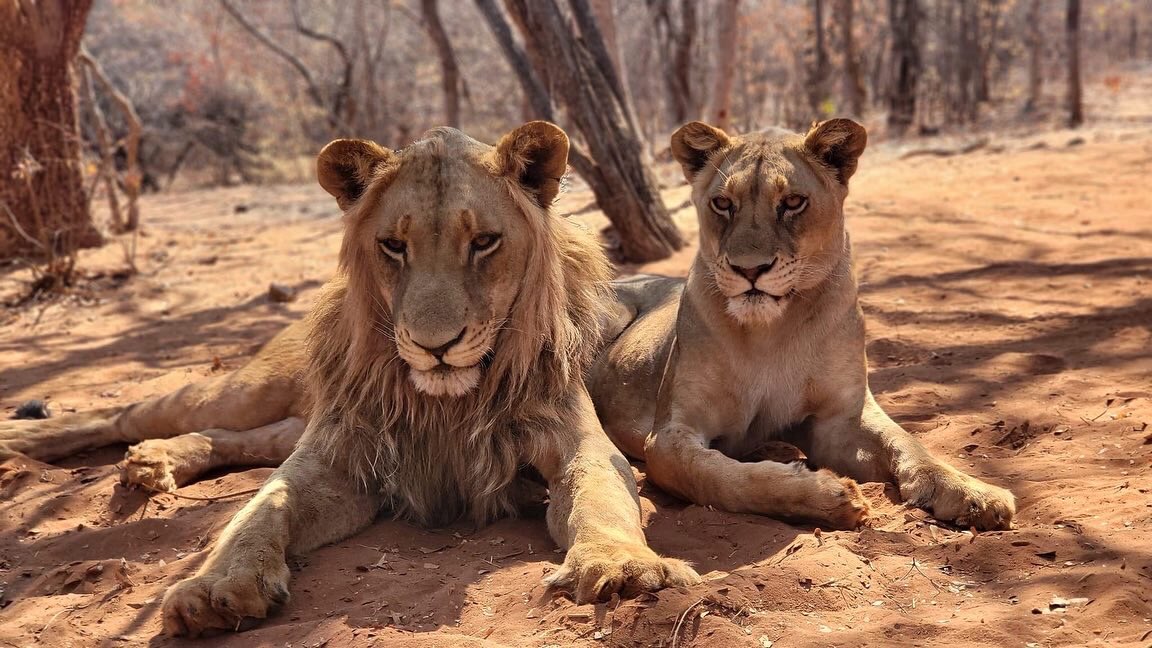 Samalabi5's tweet photo. Majestic, dreadful, fearless, fierce... that's how to describe a lion. And yes that's trippled with every extra one.

And no, the pictures are no photoshop, today I had the opportunity to touch these majestic pair in their natural habitant! And  yes, the thrill was great!! https://t.co/9Wlg3RipGl