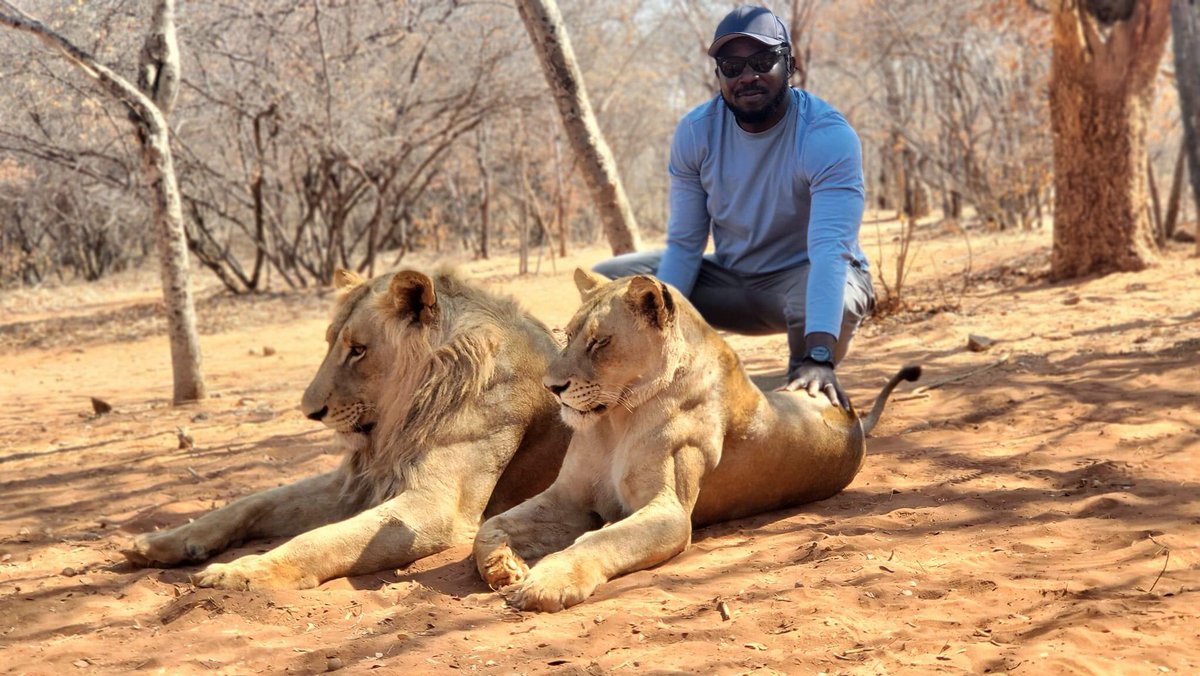 Samalabi5's tweet photo. Majestic, dreadful, fearless, fierce... that's how to describe a lion. And yes that's trippled with every extra one.

And no, the pictures are no photoshop, today I had the opportunity to touch these majestic pair in their natural habitant! And  yes, the thrill was great!! https://t.co/9Wlg3RipGl