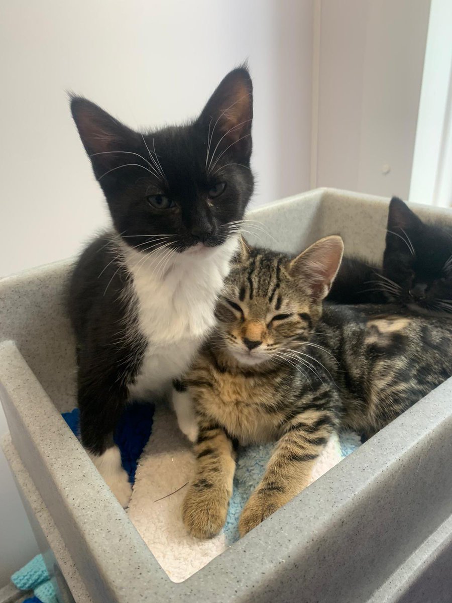 KittensCam's tweet image. It looks like everyone’s had an enquiry or a reservation, hopefully they’ll all be in their new homes soon 🤞😻

#thinlizzie #theeight #fairycatmother  #catsofX #adoptdontshop #kittenCam #kittensofX #cats #kittens #cute #fosteringsaveslives #kittensofinstagram #catsofinstagram🐾