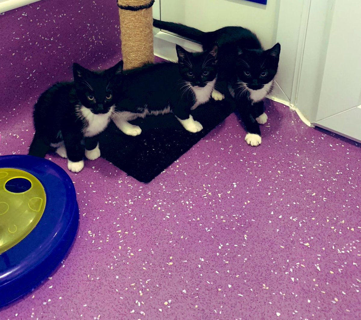 KittensCam's tweet image. It looks like everyone’s had an enquiry or a reservation, hopefully they’ll all be in their new homes soon 🤞😻

#thinlizzie #theeight #fairycatmother  #catsofX #adoptdontshop #kittenCam #kittensofX #cats #kittens #cute #fosteringsaveslives #kittensofinstagram #catsofinstagram🐾