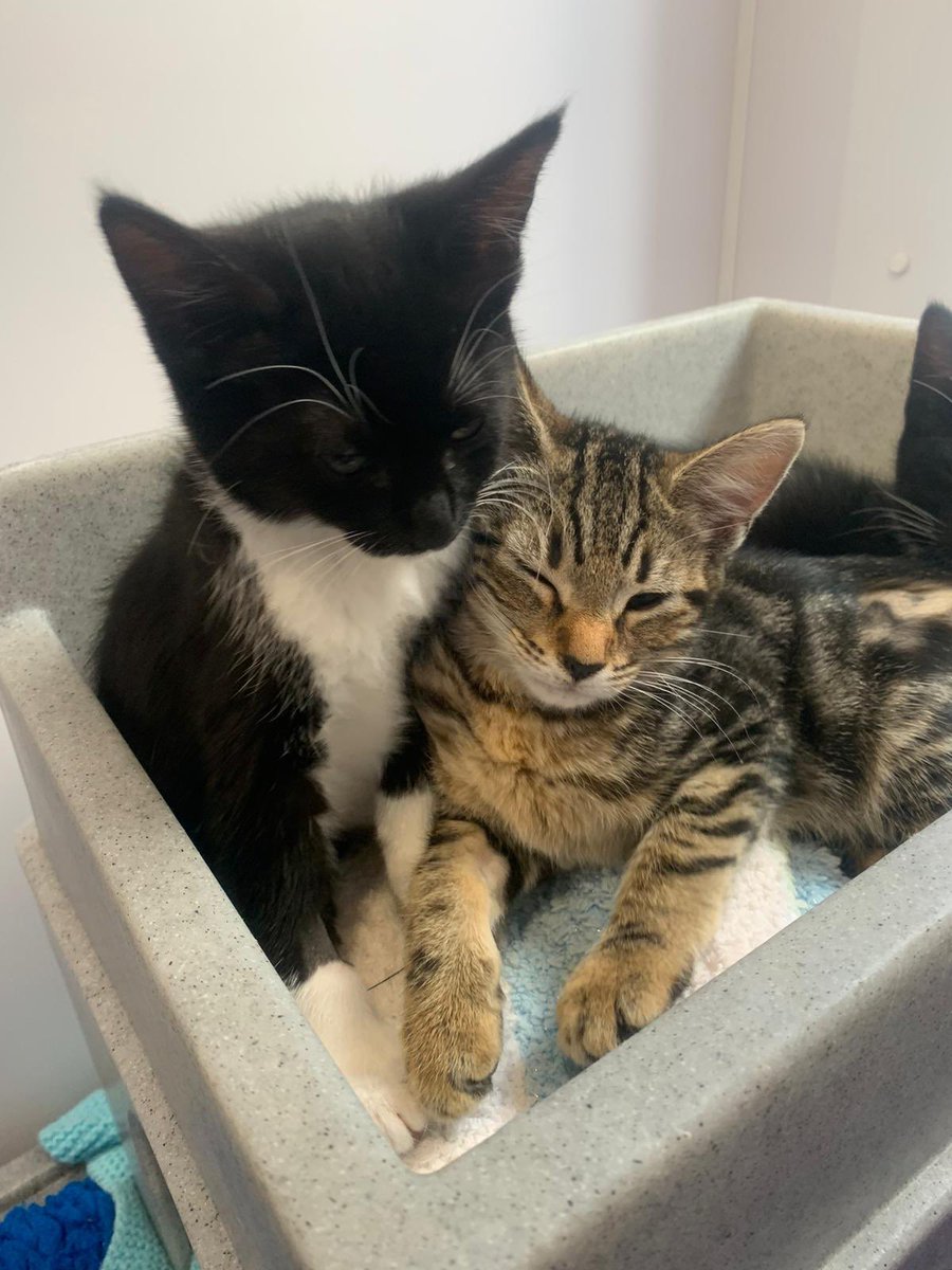 KittensCam's tweet image. It looks like everyone’s had an enquiry or a reservation, hopefully they’ll all be in their new homes soon 🤞😻

#thinlizzie #theeight #fairycatmother  #catsofX #adoptdontshop #kittenCam #kittensofX #cats #kittens #cute #fosteringsaveslives #kittensofinstagram #catsofinstagram🐾