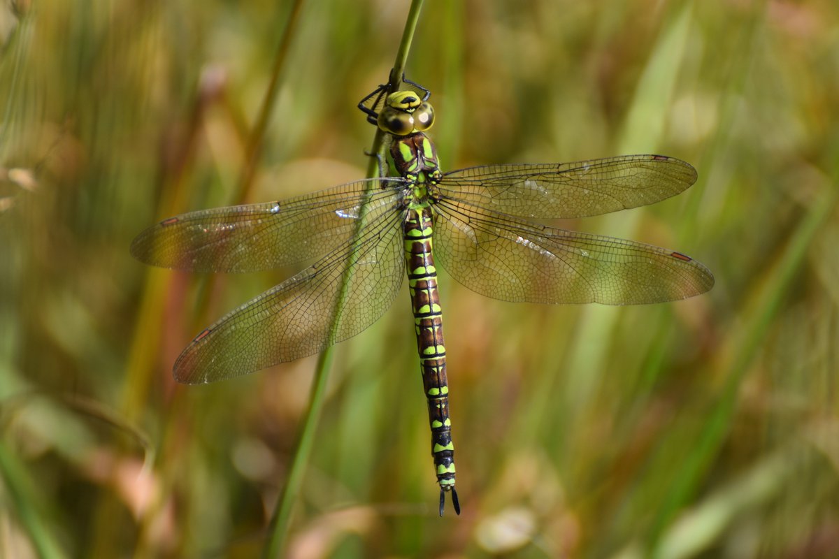 Albert-Erik tweet media