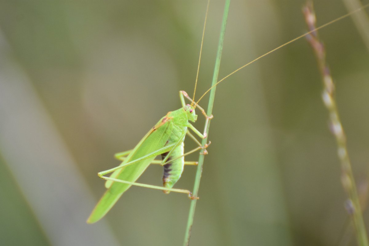 Albert-Erik tweet media