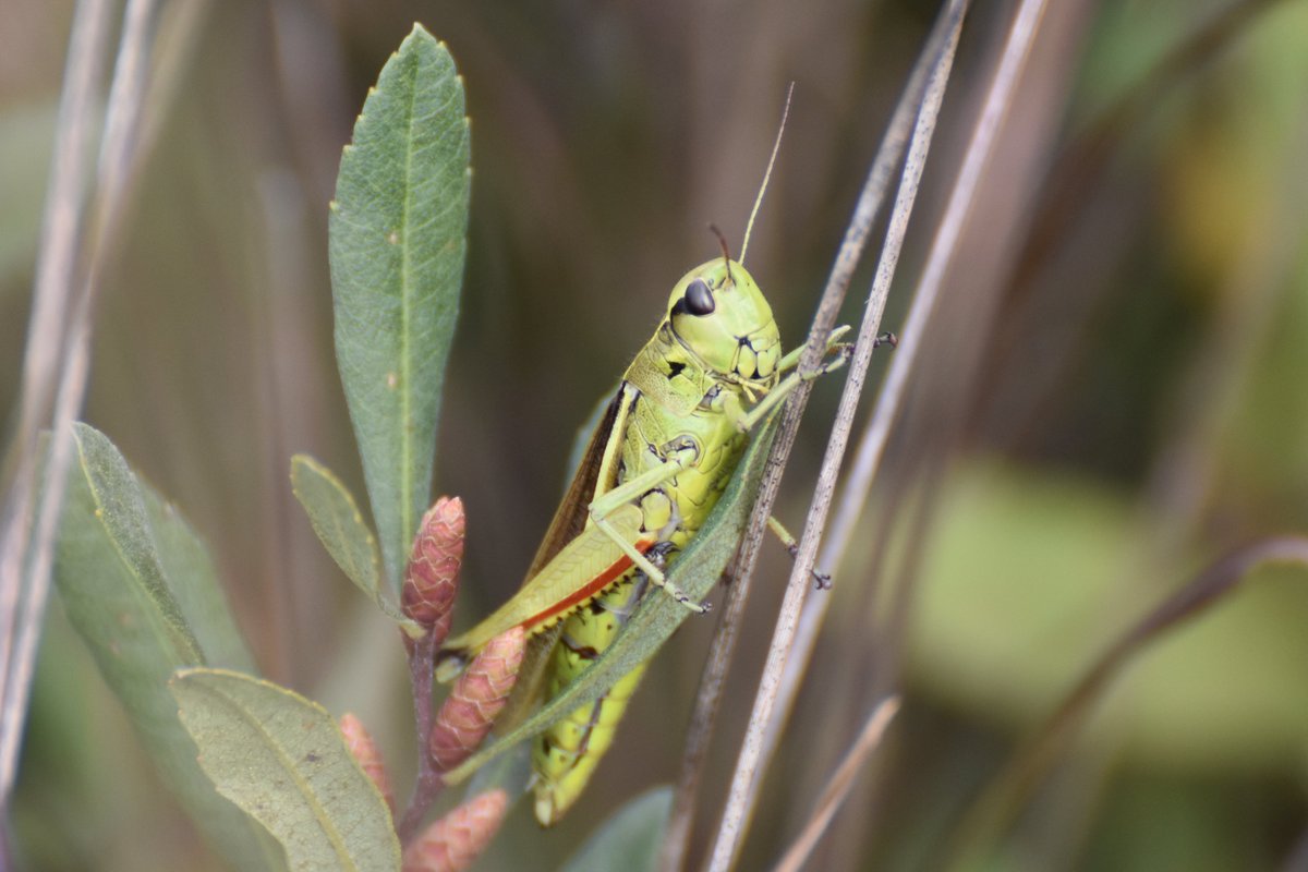 Albert-Erik tweet media