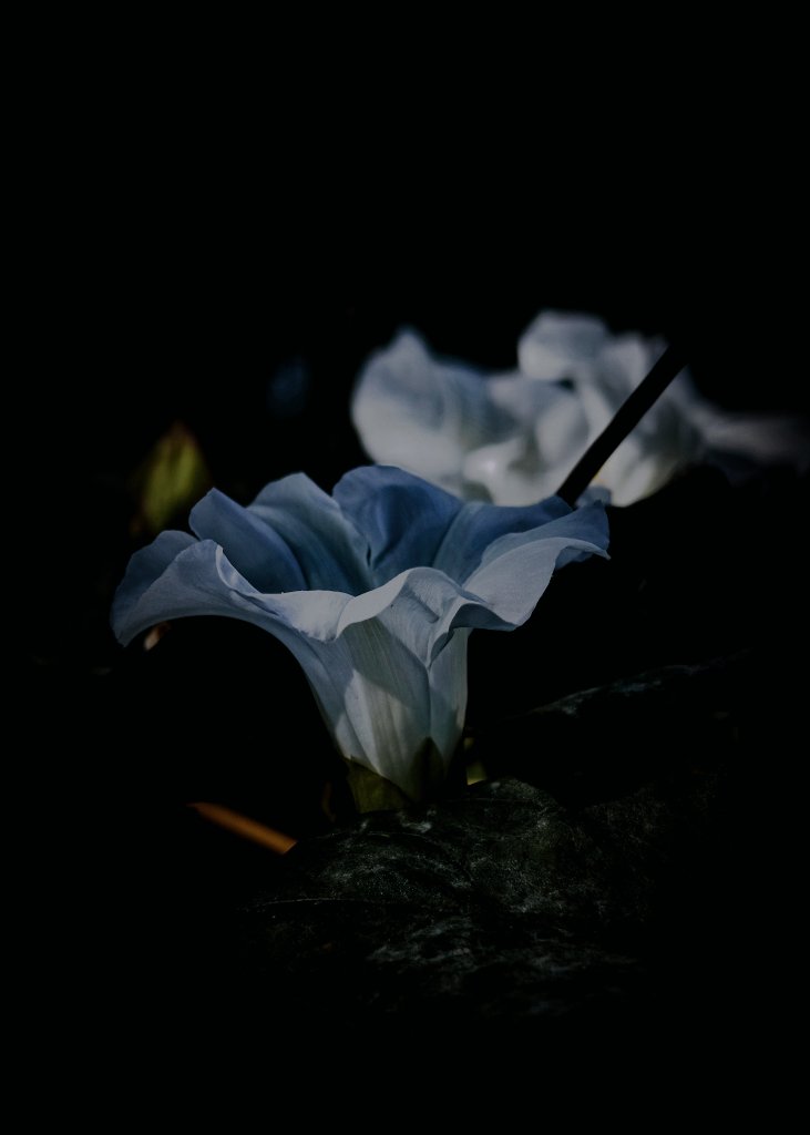 CoffeeVinka's tweet image. Moja cegiełka do #DarkEdition