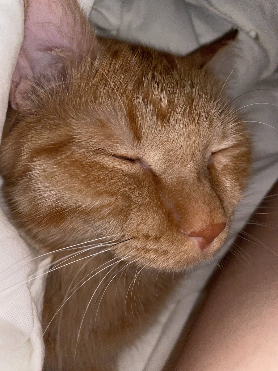 tsunablog's tweet photo. 君に出会ってからめっちゃ人生変わったよ

猫とは無縁の生活をしていた普通の男が
保護猫カフェをするまでに

つな、ありがとう。 https://t.co/7l2IZpjusp