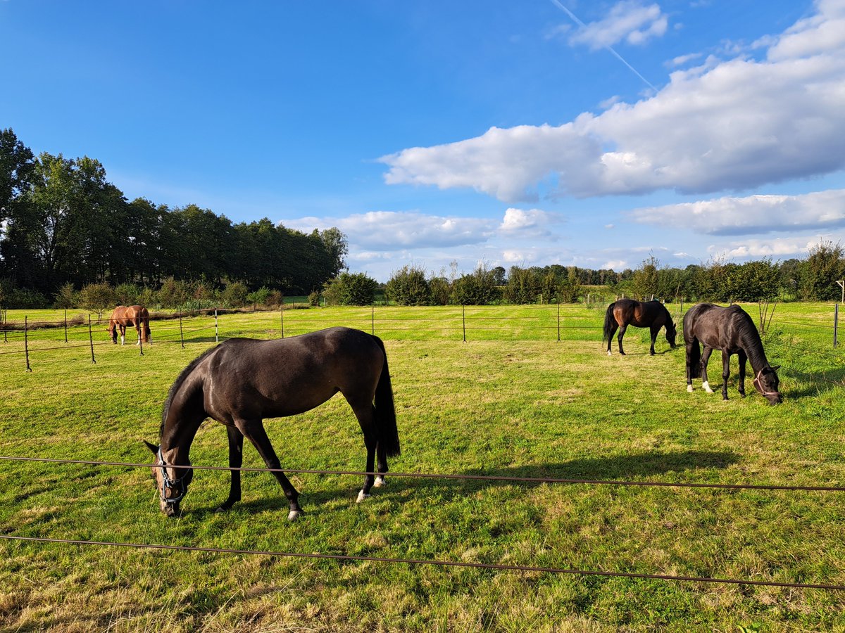 Heerlijk nog even de Bolheim's in het avond zonnetje buiten zonder jas 
Afgelopen dagen niet mogelijk zonder jas
#ineenskoud #temperatuurverschil