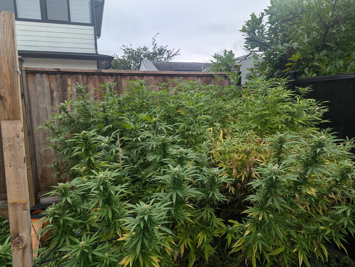 It's getting heavy out here....how do people deal with the wet weather?