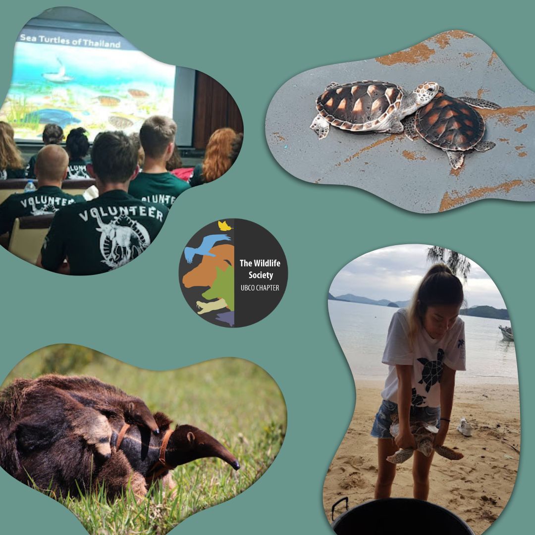 Hey Wildlifers, it’s that time for another exec introduction! Today we have Kat Chhen, your treasurer!

Learn more about Kat on our Instagram: instagram.com/p/C_5_erQy3pP/…

Stay safe and stay wild! 🌊🦅🐠

#thewildlifesociety #ubc #ubco #ubcokanagan #wildlife #suo