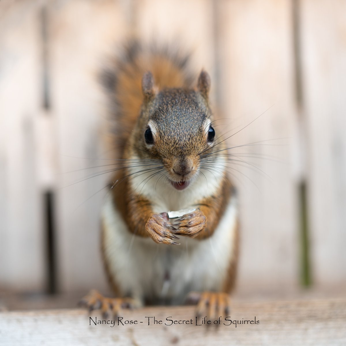 Nancy Rose tweet media