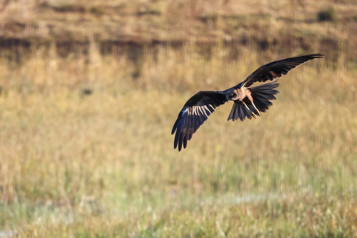🐻Nature&wildlife 🦔 tweet media