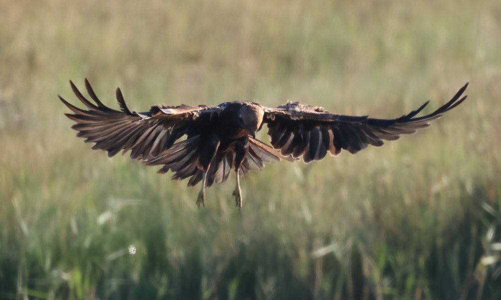 🐻Nature&wildlife 🦔 tweet media